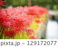 赤い彼岸花 129172077