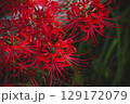 赤い彼岸花 129172079