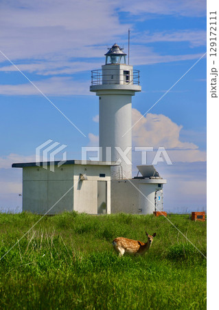 野付埼灯台・シカ・野付半島（北海道・別海町） 129172111