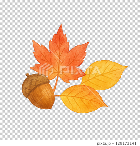 秋の紅葉とどんぐりの水彩イラスト素材セット（切り抜き） 129172141