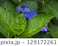 紫陽花の花が咲いた 129172261