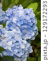 青い紫陽花 129172293