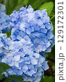 青い紫陽花 129172301