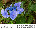 青いガクアジサイ 129172303