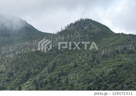 夏の蔵王エコーライン アオモリトドマツの立ち枯れ 宮城県側 宮城県蔵王町 夏の蔵王エコーライン アオモリトドマツの立ち枯れ 宮城県側 宮城県蔵王町 129172311