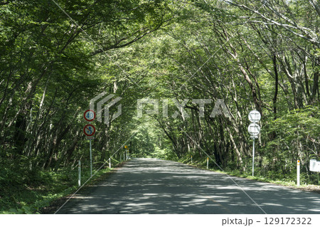 夏の蔵王エコーラインの木漏れ日　宮城県側　宮城県蔵王町 129172322
