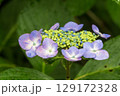 青いガクアジサイ 129172328