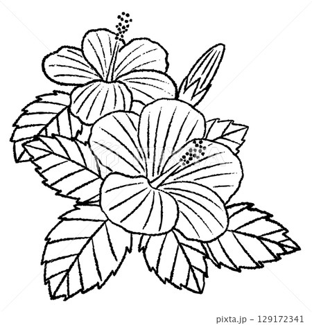 ハイビスカスとハイビスカスの線画イラスト 129172341