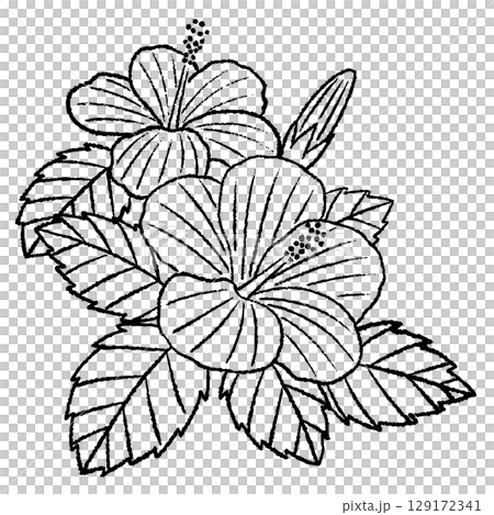 ハイビスカスとハイビスカスの線画イラスト 129172341