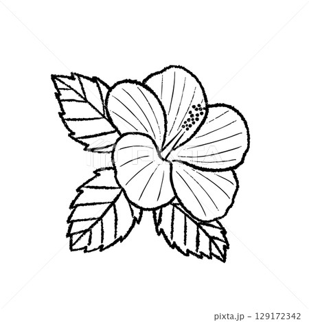 ハイビスカスとハイビスカスの線画イラスト ハイビスカスとハイビスカスの線画イラスト 129172342