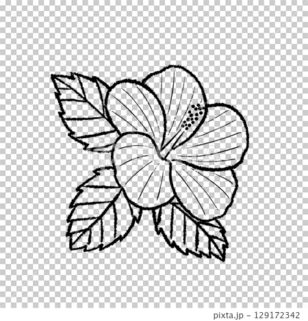 Hibiscus and hibiscus line drawing illustration Hibiscus and hibiscus line drawing illustration 129172342