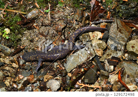 沢の近くを歩くヒガシヒダサンショウウオ雄 129172498