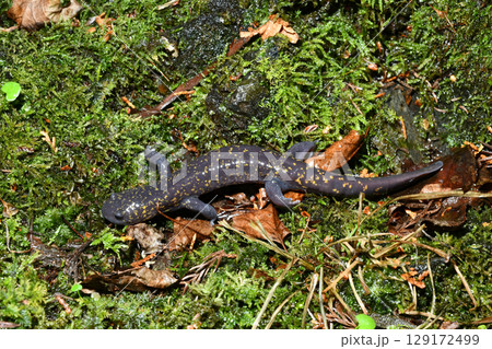 苔の上を歩くヒガシヒダサンショウウオ雄 129172499
