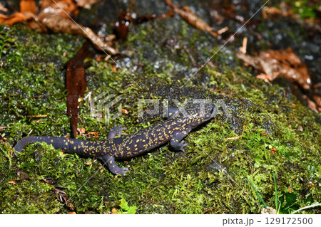 苔の上のヒガシヒダサンショウウオ雄 129172500
