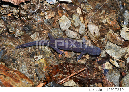 沢を歩くヒガシヒダサンショウウオ雌 129172504