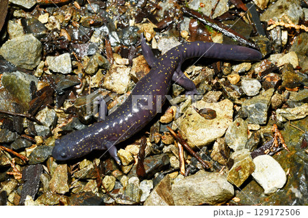 沢の近くを歩くヒガシヒダサンショウウオ雌 沢の近くを歩くヒガシヒダサンショウウオ雌 129172506