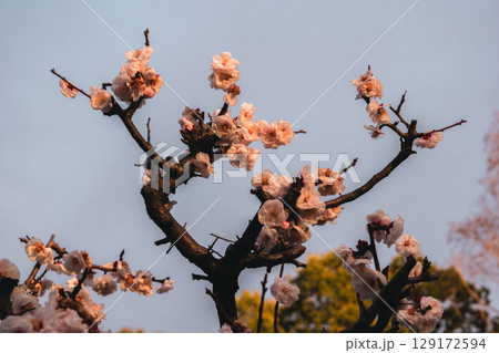 桜の花 桜の花 129172594