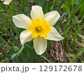 スイセンの花 スイセンの花 129172678