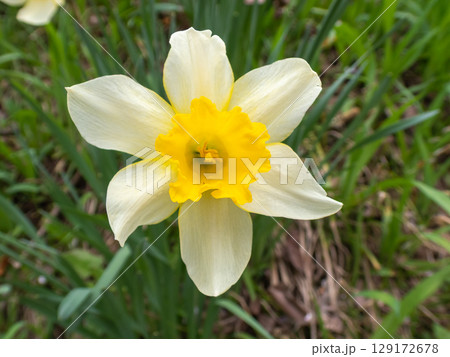 スイセンの花 129172678