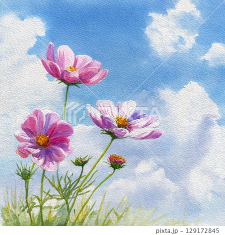 コスモスの花と空 129172845