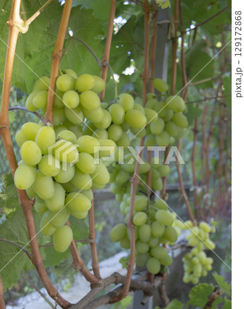 Ripe grapes in vineyard captured at sunset, perfect for vineyard branding, food industry, and farming promotions 129172868