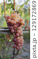 Vineyard scene with grapes in sunset light, suitable for farming business, wine production, and seasonal marketing 129172869