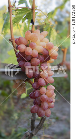 Vineyard scene with grapes in sunset light, suitable for farming business, wine production, and seasonal marketing 129172869