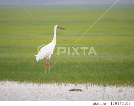 ソデグロヅル 129173105