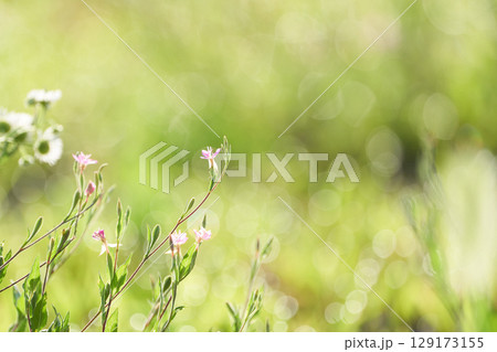夏の朝日に包まれる紫色の雑草の花 夏の朝日に包まれる紫色の雑草の花 129173155