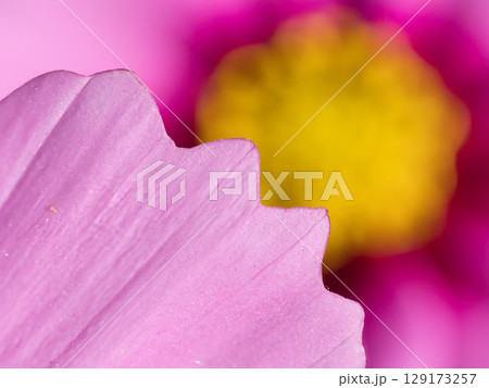 ピンクのコスモスの花びら ピンクのコスモスの花びら 129173257
