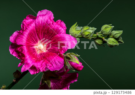 Vibrant Pink Malva Bloom with Buds on a Green Background 129173486