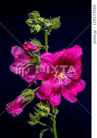 Vibrant Pink Malva Bloom on a Dark Background 129173488
