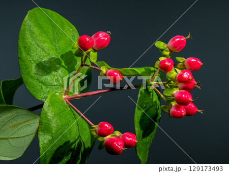 Vibrant Red Hypericum Berries with Water Droplets on Dark Background Vibrant Red Hypericum Berries with Water Droplets on Dark Background 129173493