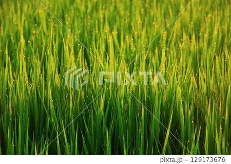 夏の稲の朝露 129173676