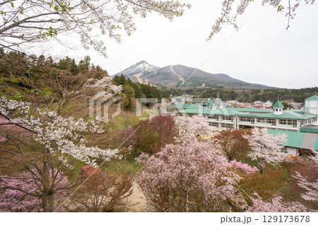 桜咲く亀ヶ城公園より磐梯山を望む 129173678