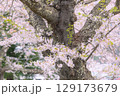 亀ヶ城公園のサクラ 亀ヶ城公園のサクラ 129173679