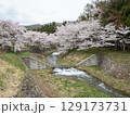満開の観音寺川桜並木 満開の観音寺川桜並木 129173731