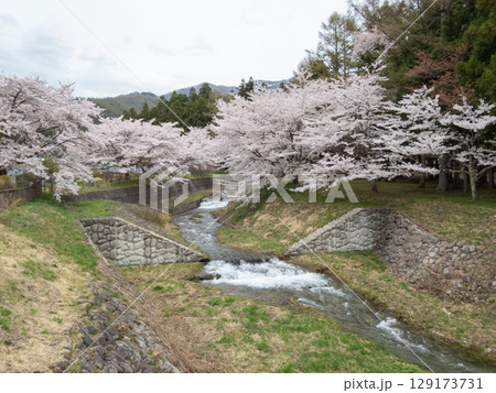 満開の観音寺川桜並木 129173731