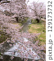 満開の観音寺川桜並木 満開の観音寺川桜並木 129173732