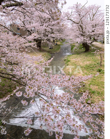 満開の観音寺川桜並木 129173732