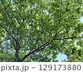 一面の新緑を仰ぐ 129173880