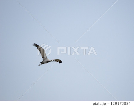 アネハヅルの飛翔 129173884