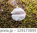 ソメイヨシノの花弁と苔 ソメイヨシノの花弁と苔 129173895