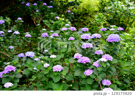 涸沼自然公園　2025-6-28　＃34 129173920