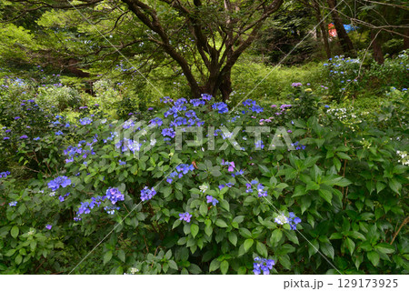 涸沼自然公園　2025-6-28　＃39 129173925