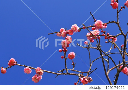 青空に映える梅の花 青空に映える梅の花 129174021