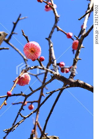 青空に映える梅の花 129174032
