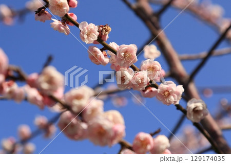 青空に映える梅の花 129174035