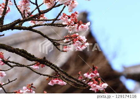 青空に映える梅の花 129174116