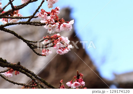 青空に映える梅の花 青空に映える梅の花 129174120